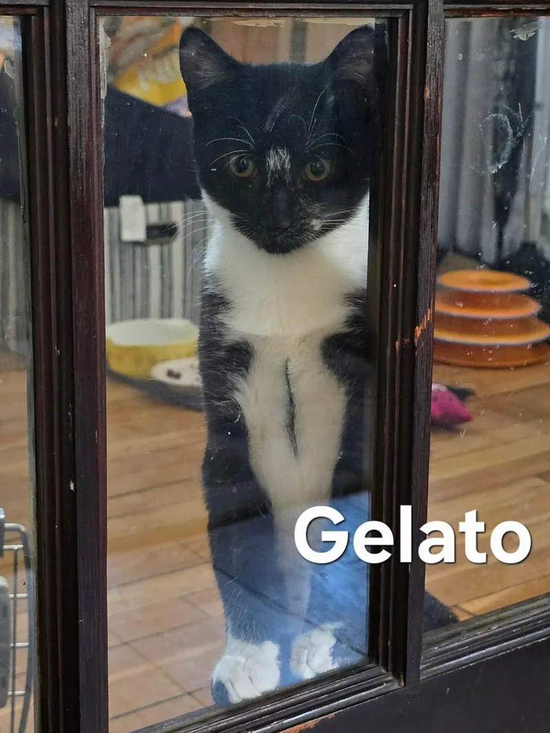 Gelato thumbnail 3