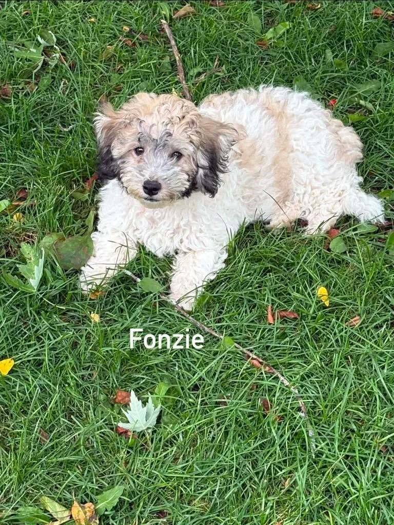 A baby medium-sized male Shih Tzu dog named Fonzi for adoption in Ashland, WI