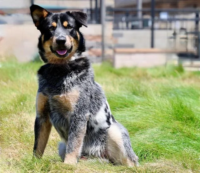 A young medium-sized male Australian Cattle Dog / Blue Heeler dog named Wallace for adoption in San Luis Obispo, CA