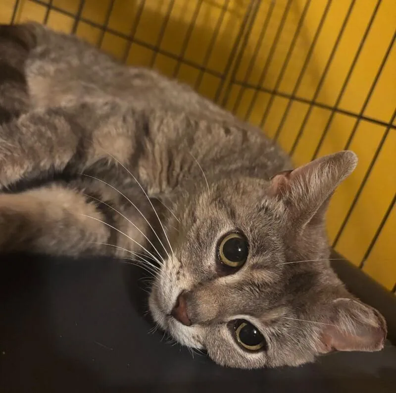An adult medium-sized female Gray / Blue / Silver Domestic Short Hair cat named Eleanor for adoption in Grand Rapids, MI