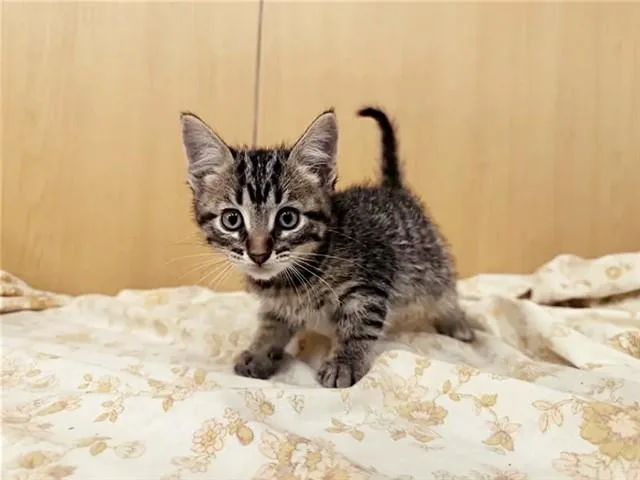 A baby small-sized male Domestic Short Hair cat named Latte for adoption in Saint Louis, MO