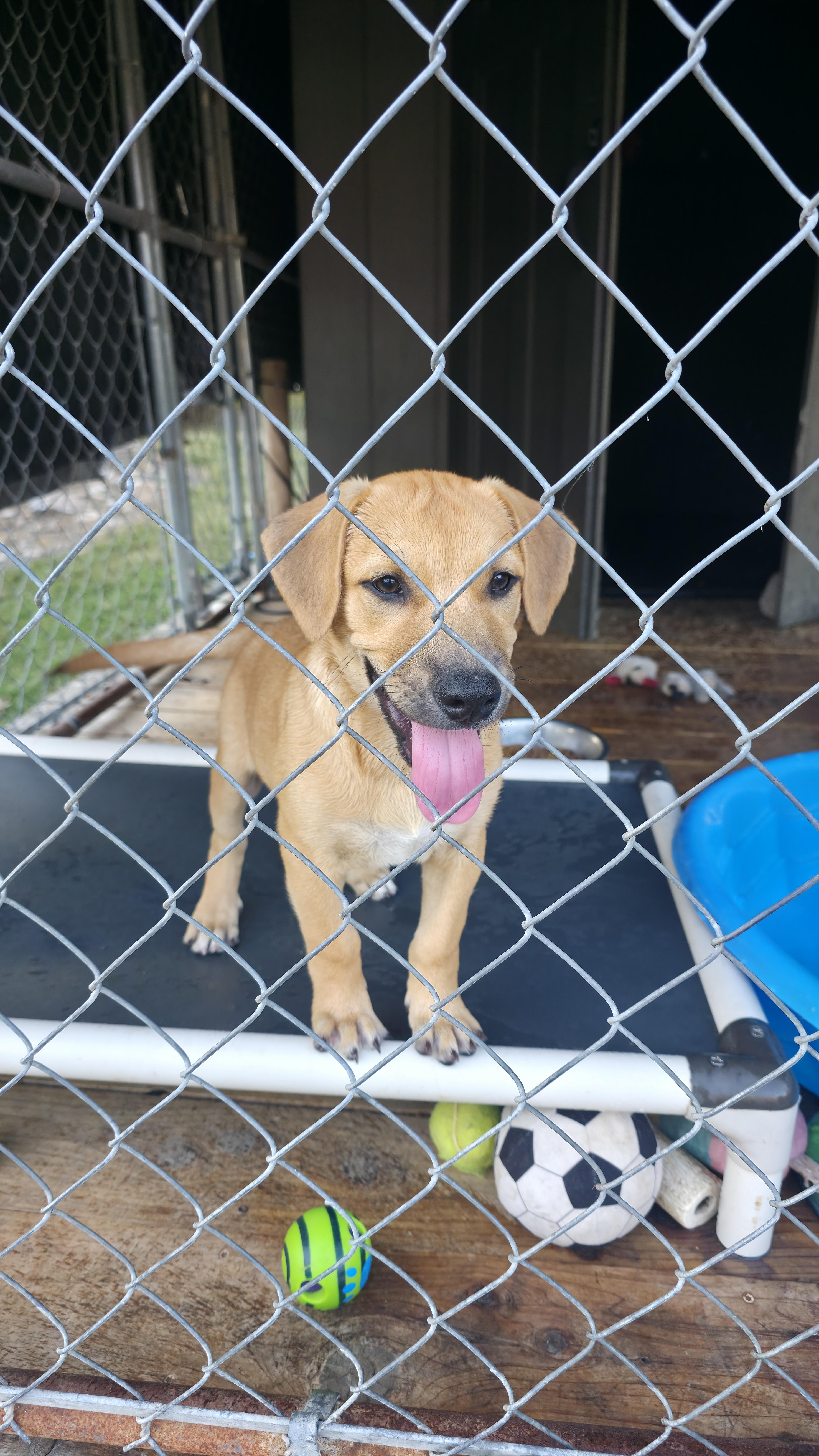 A baby medium-sized male Apricot / Beige Labrador Retriever dog named Victor for adoption in Dittmer, MO
