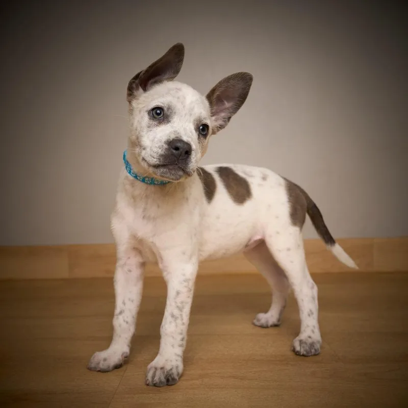 Tootsie D thumbnail 2