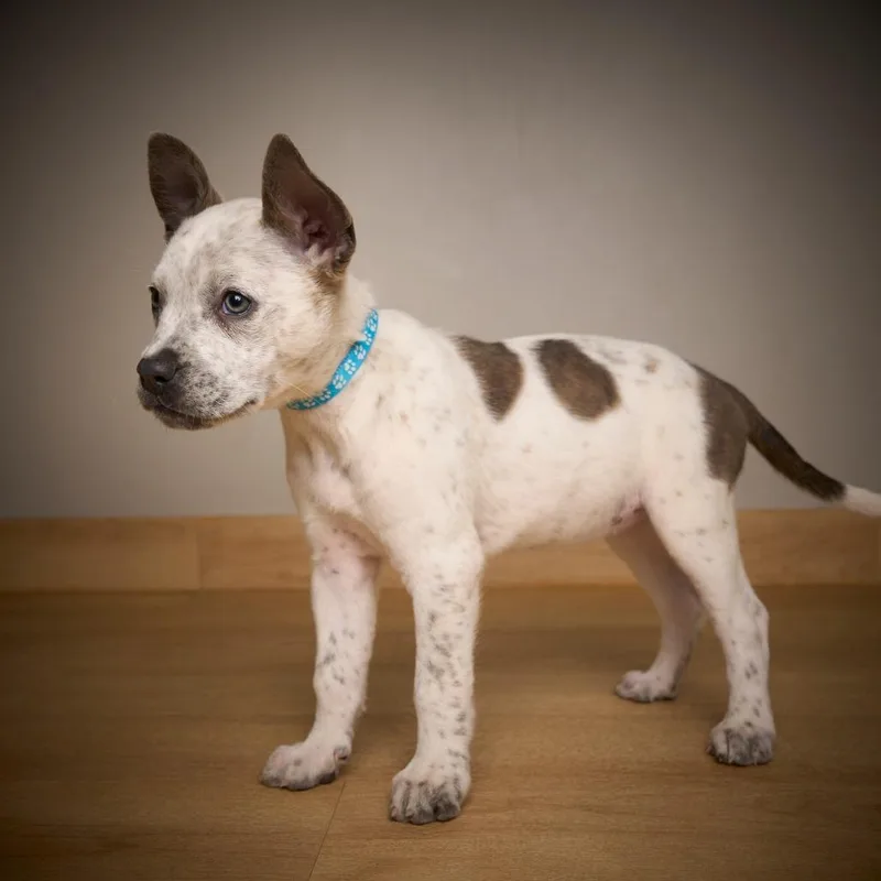 Tootsie D thumbnail 3