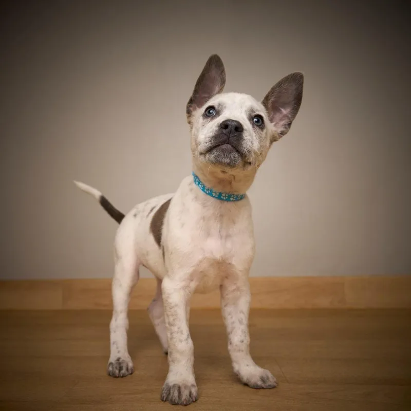 Tootsie D thumbnail 4