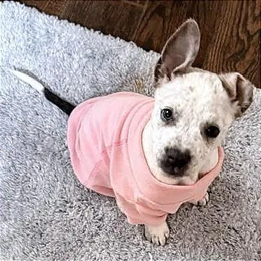 Tootsie D thumbnail 5