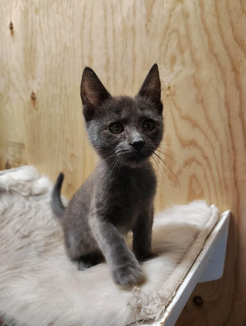 A baby medium-sized male Gray / Blue / Silver Domestic Short Hair cat named Puff for adoption in Oakville, WA