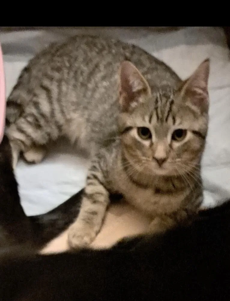 A baby small-sized male Tabby (Brown / Chocolate) Domestic Short Hair cat named Atlas for adoption in West Mifflin, PA