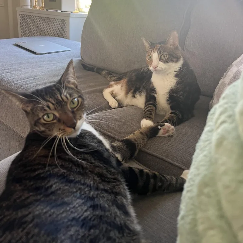 Croissant Bonded Danish