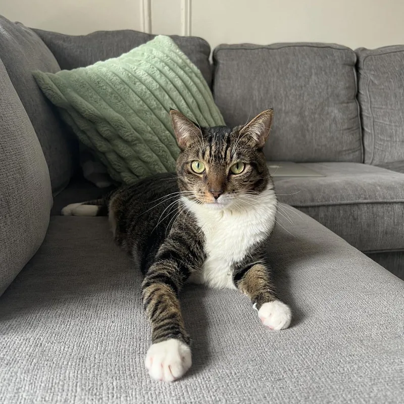 Croissant Bonded Danish thumbnail 3