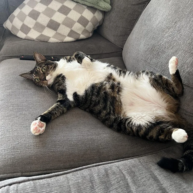 Croissant Bonded Danish thumbnail 5