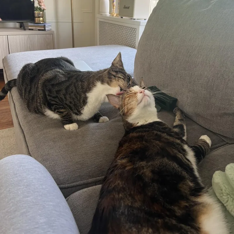 Croissant Bonded Danish thumbnail 6