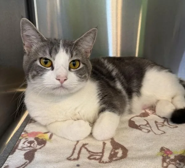 A young medium-sized female Domestic Short Hair cat named Twinkie for adoption in Sioux City, IA