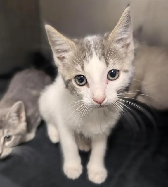 A baby small-sized male Domestic Short Hair cat named Paul for adoption in Sacramento, CA