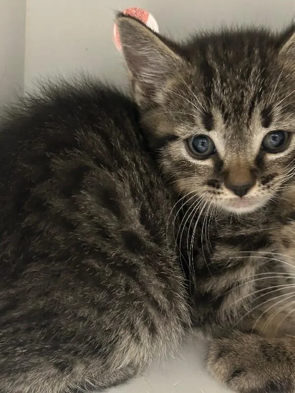 A baby medium-sized male Domestic Short Hair cat named Schmidt for adoption in Fruit Heights, UT