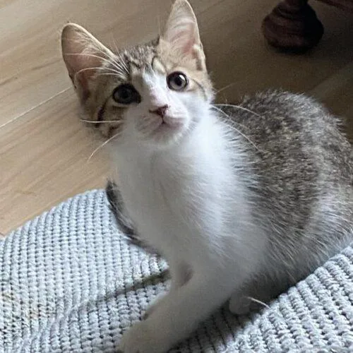 A baby small-sized female Domestic Short Hair cat named TylerAdams for adoption in Tampa, FL