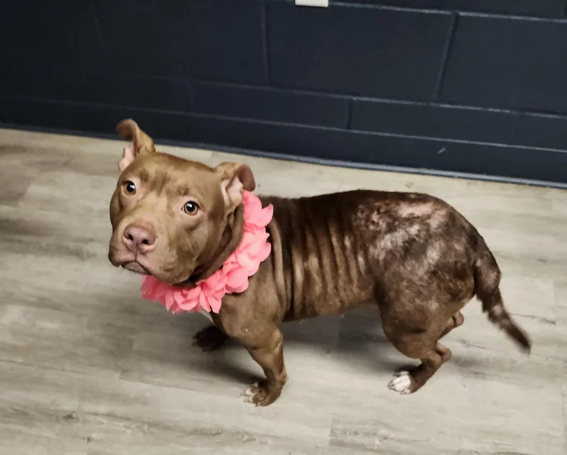 A young medium-sized female Brown / Chocolate Pit Bull Terrier dog named Sophie for adoption in Mansfield, OH