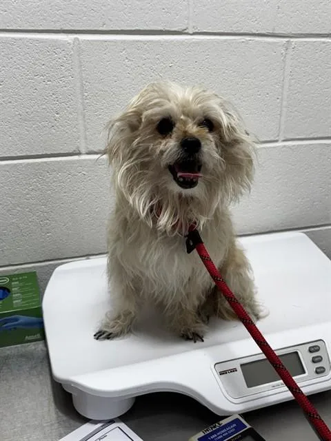A senior small-sized male Yorkshire Terrier dog named Duke for adoption in Upper Marlboro, MD
