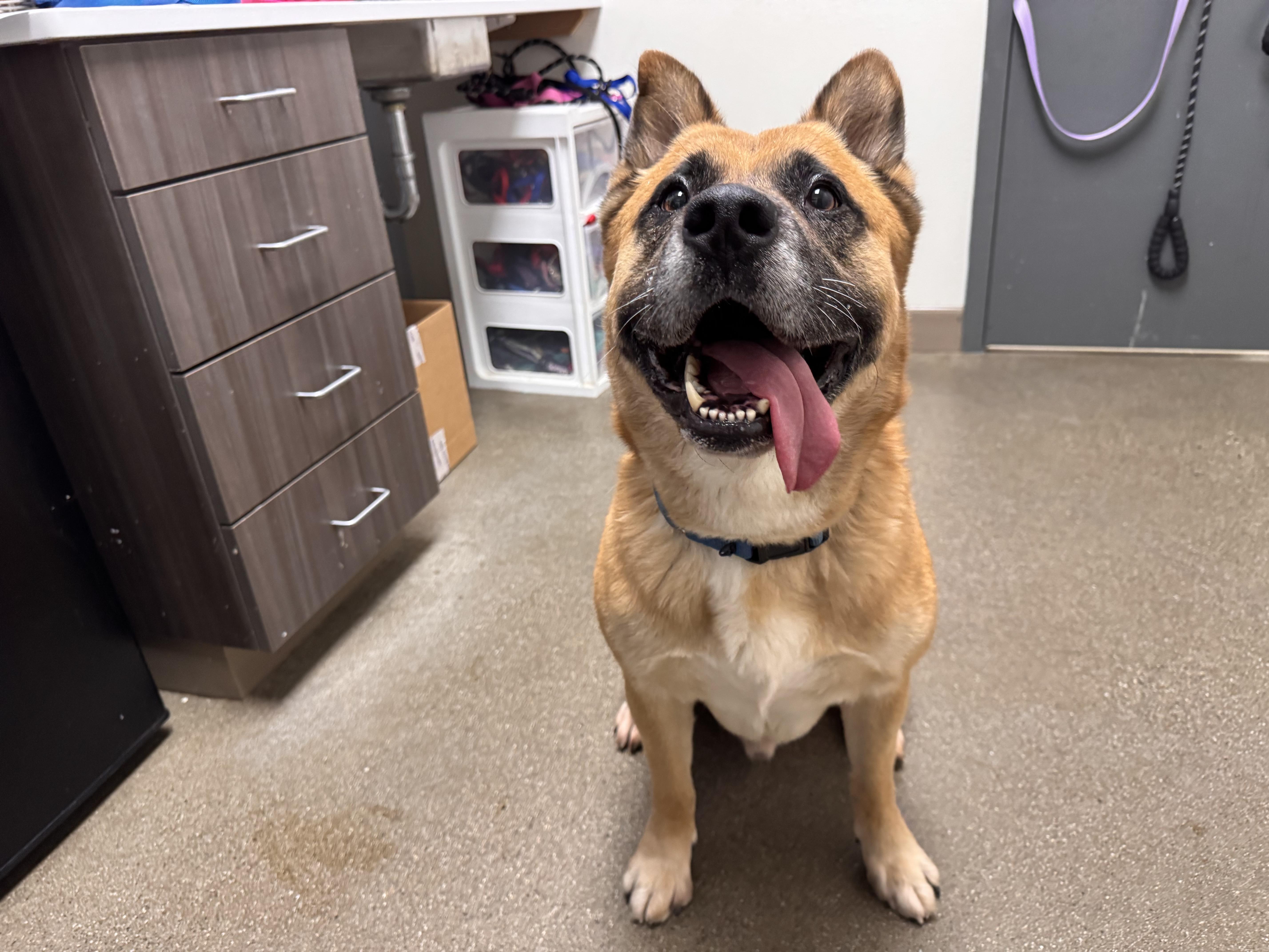 An adult large-sized male Akita dog named Ziggy for adoption in Chico, CA