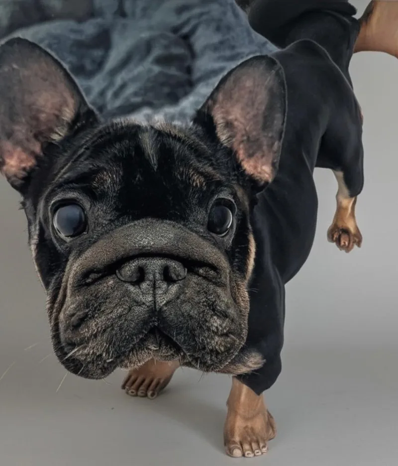 An adult small-sized female French Bulldog dog named Iris for adoption in Fort Myers, FL