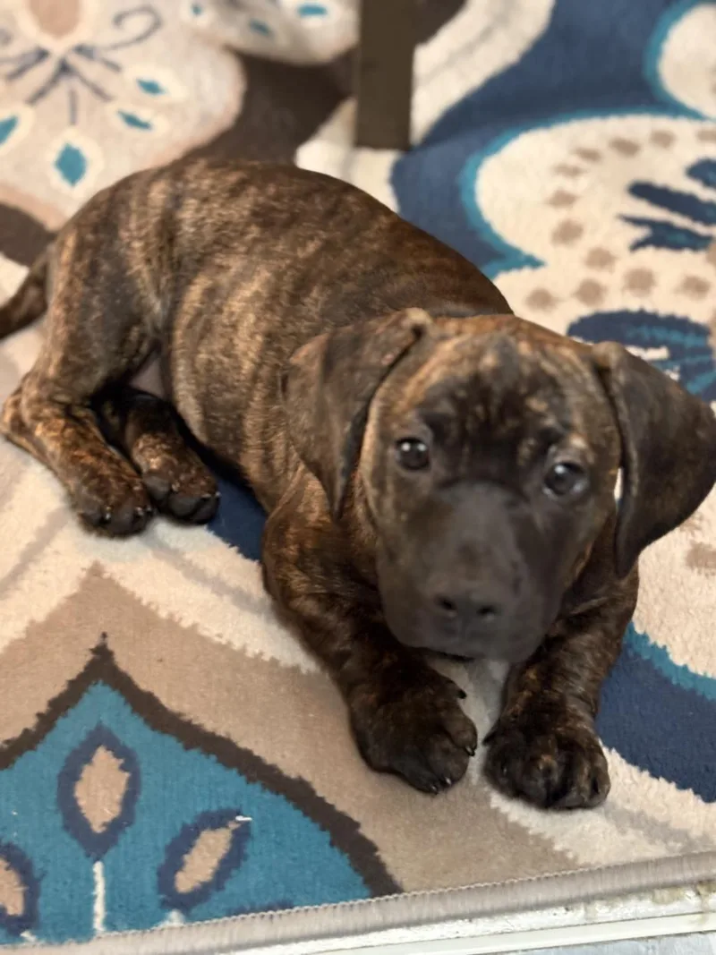 An adult small-sized female Bloodhound dog named Cocoa Bean for adoption in Burbank, CA