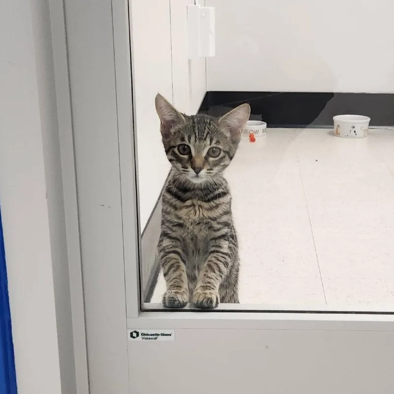 A baby small-sized female Brown / Chocolate Domestic Short Hair cat named Andrea for adoption in Sunnyvale, CA