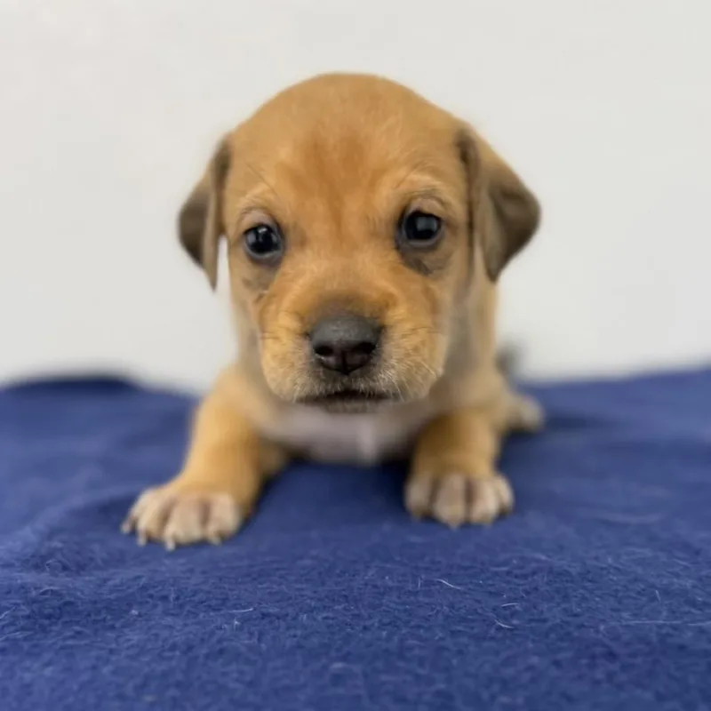A baby medium-sized male Brown / Chocolate English Setter dog named Cardigan for adoption in St. Peters, MO