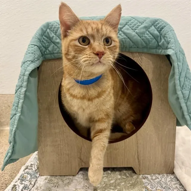 An adult medium-sized male Domestic Short Hair cat named Cheese for adoption in Riverside, CA