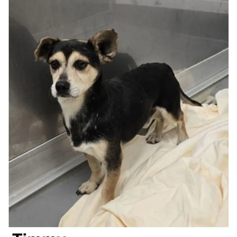 A senior small-sized male Black Mixed Breed dog named Timmy for adoption in Alexandria, VA