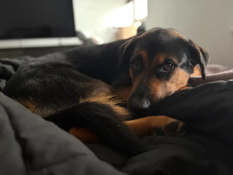 A baby large-sized male Mixed Breed dog named Happy for adoption in Hudson, NY