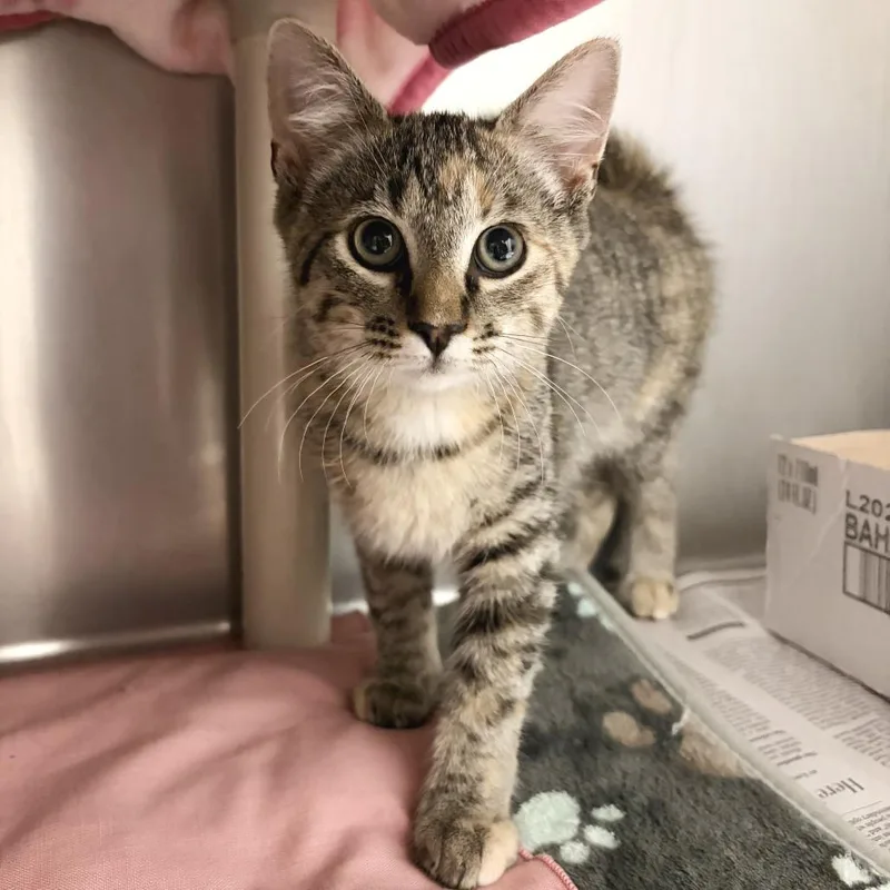 A baby small-sized female Torbie Domestic Short Hair cat named Beatrice for adoption in Marshall, VA