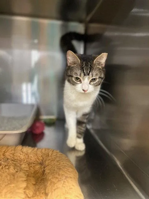 An adult medium-sized male Domestic Short Hair cat named Beamer for adoption in Ocean Pines, MD