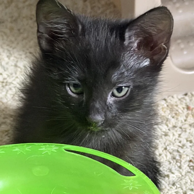 A baby small-sized female Black Domestic Short Hair cat named Sierra Groth for adoption in Morrison, CO