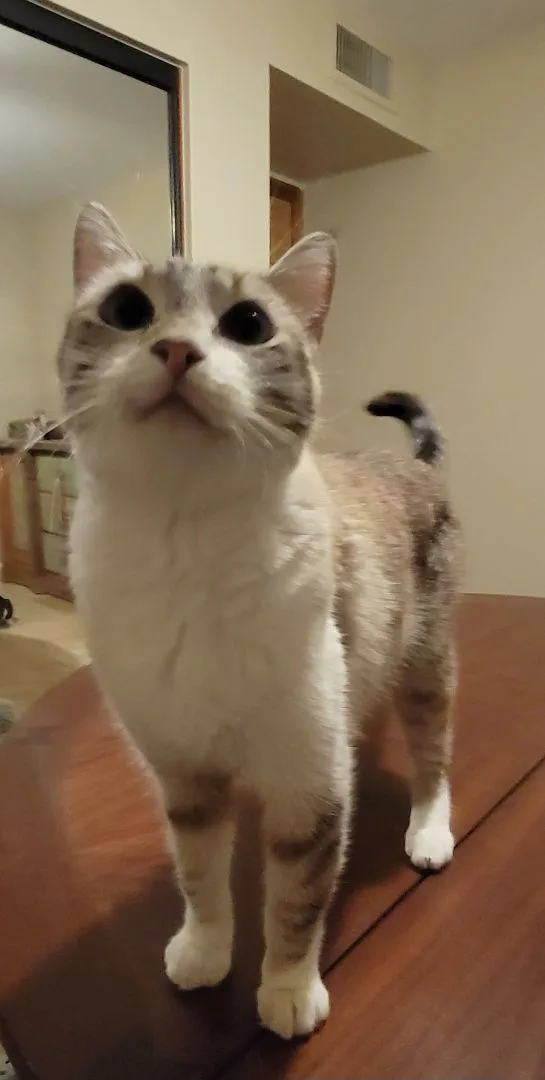 Skye Blue thumbnail 2