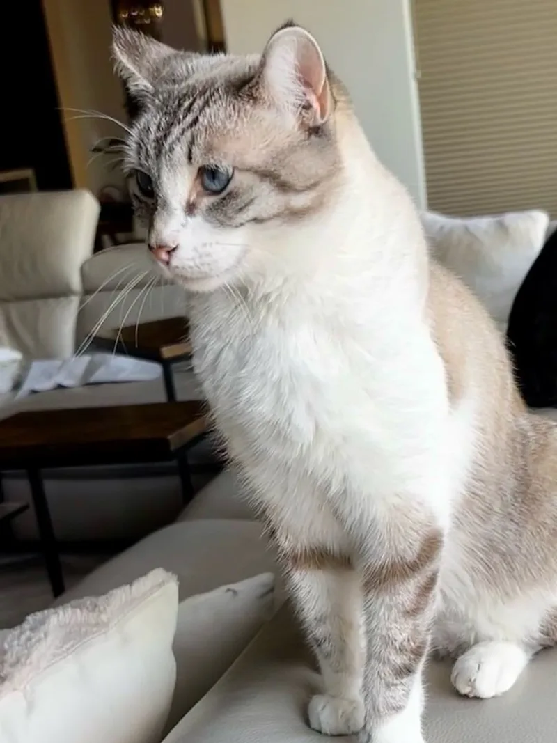 Skye Blue thumbnail 3