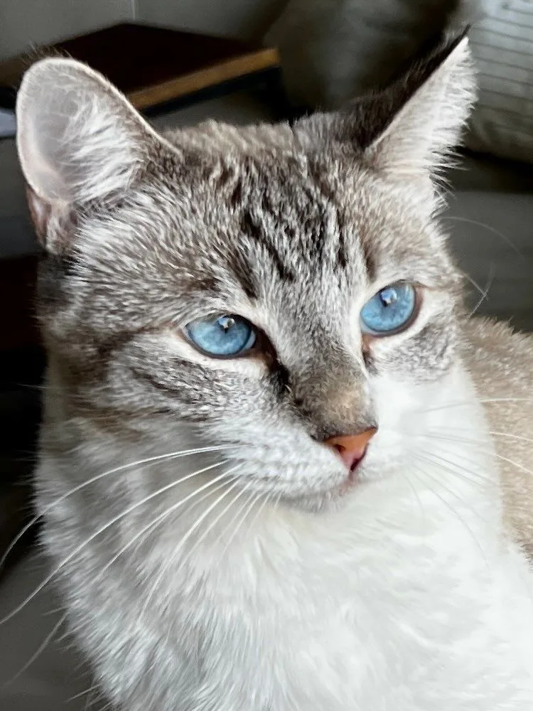 An adult medium-sized female Siamese cat named Skye Blue for adoption in Phoenix , AZ