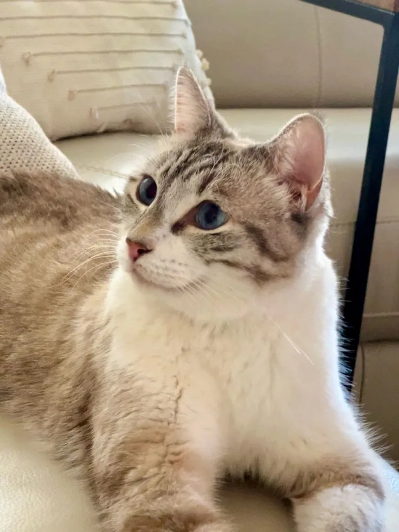 Skye Blue thumbnail 5