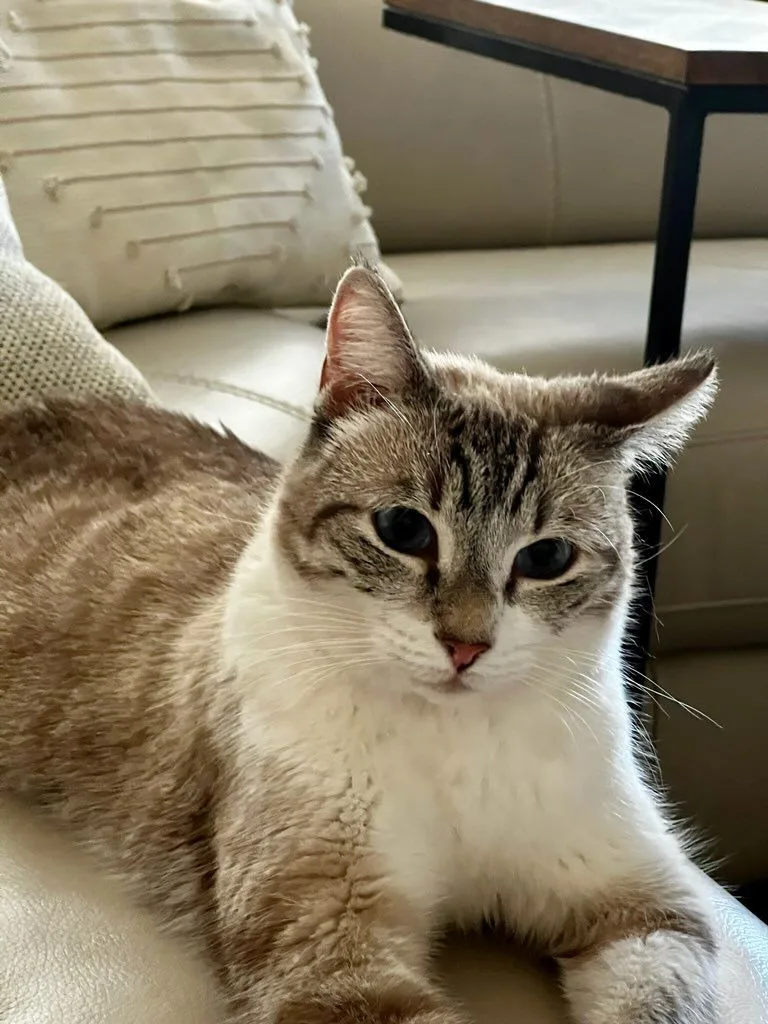 Skye Blue thumbnail 6