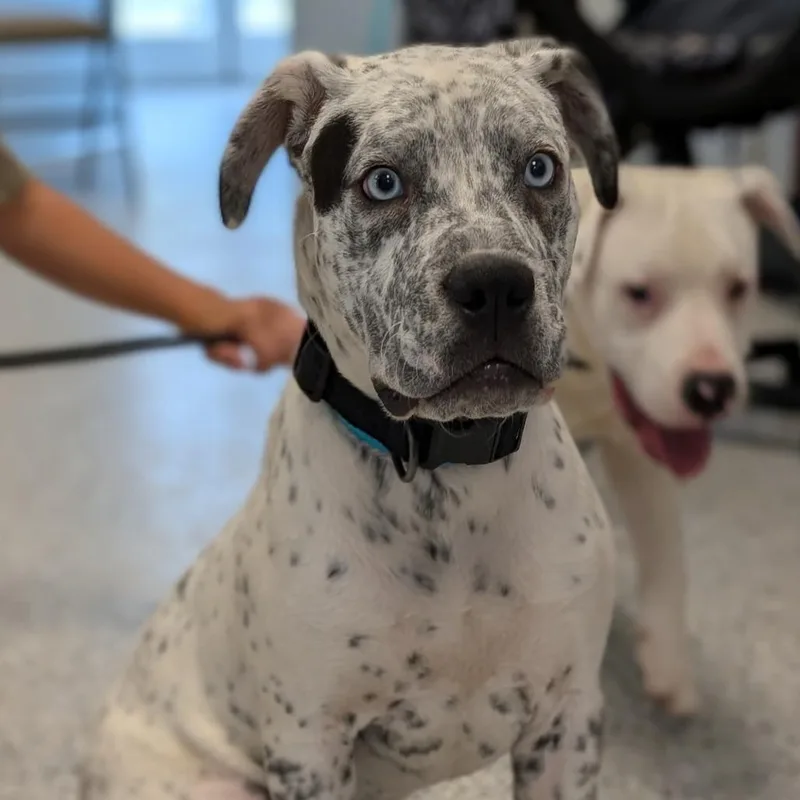 A young medium-sized male White / Cream Mixed Breed dog named William Contreras for adoption in Winchester, TN