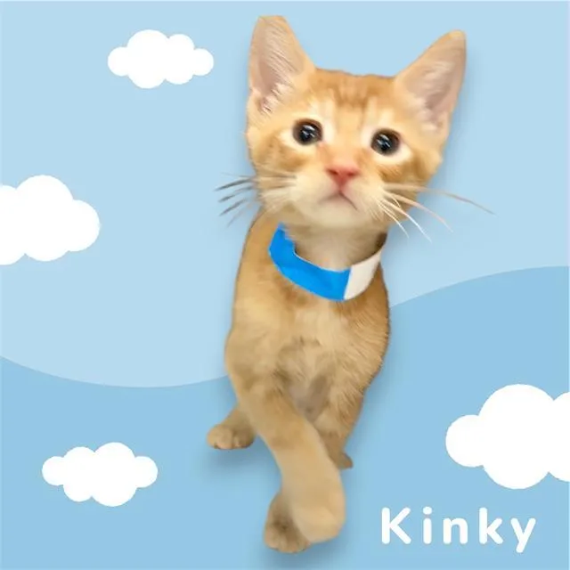 A baby small-sized male Domestic Short Hair cat named Kinky for adoption in Visalia, CA