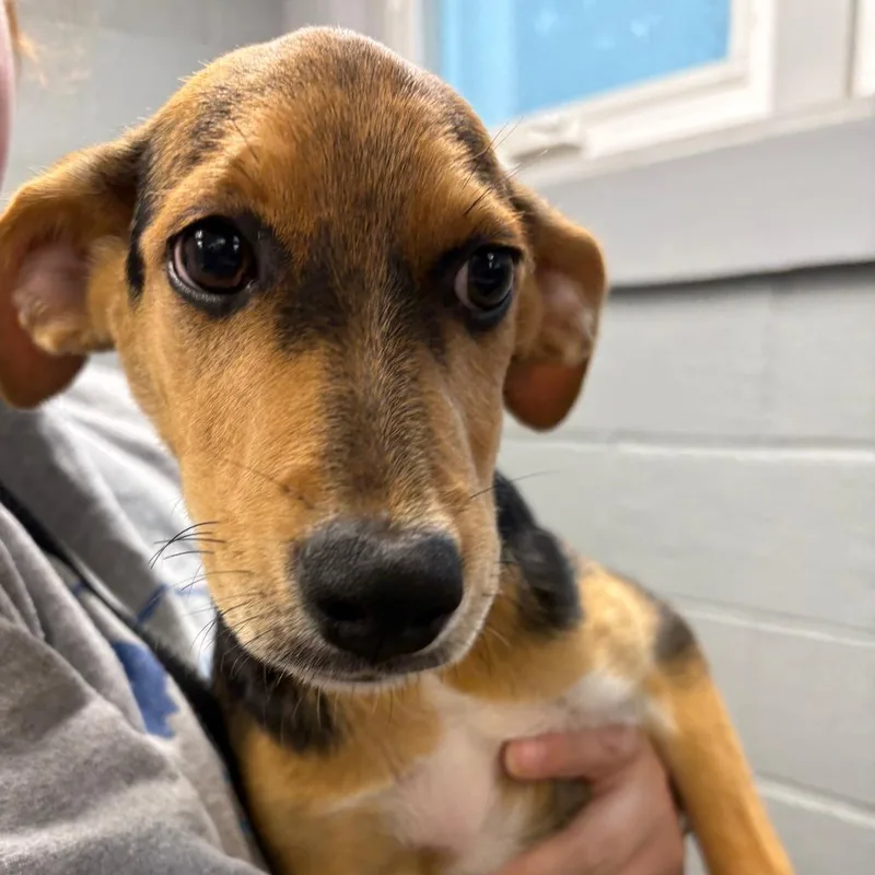 A baby large-sized female Hound dog named Marlee for adoption in Allentown, PA