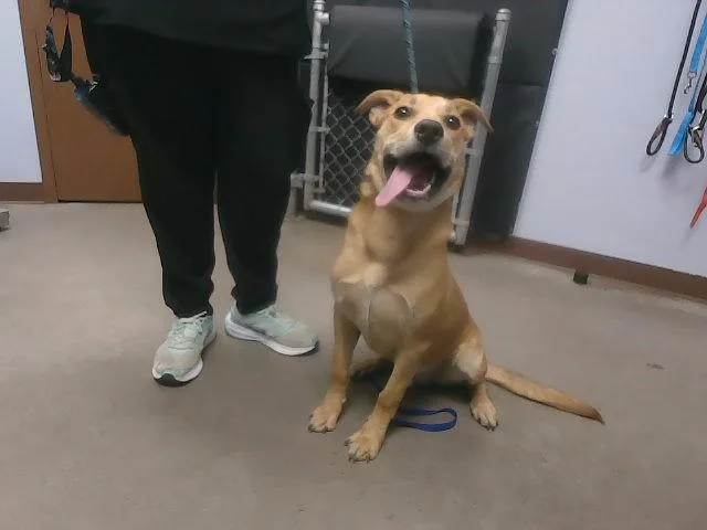 A young large-sized male Labrador Retriever dog named Looney for adoption in Phoenix, AZ