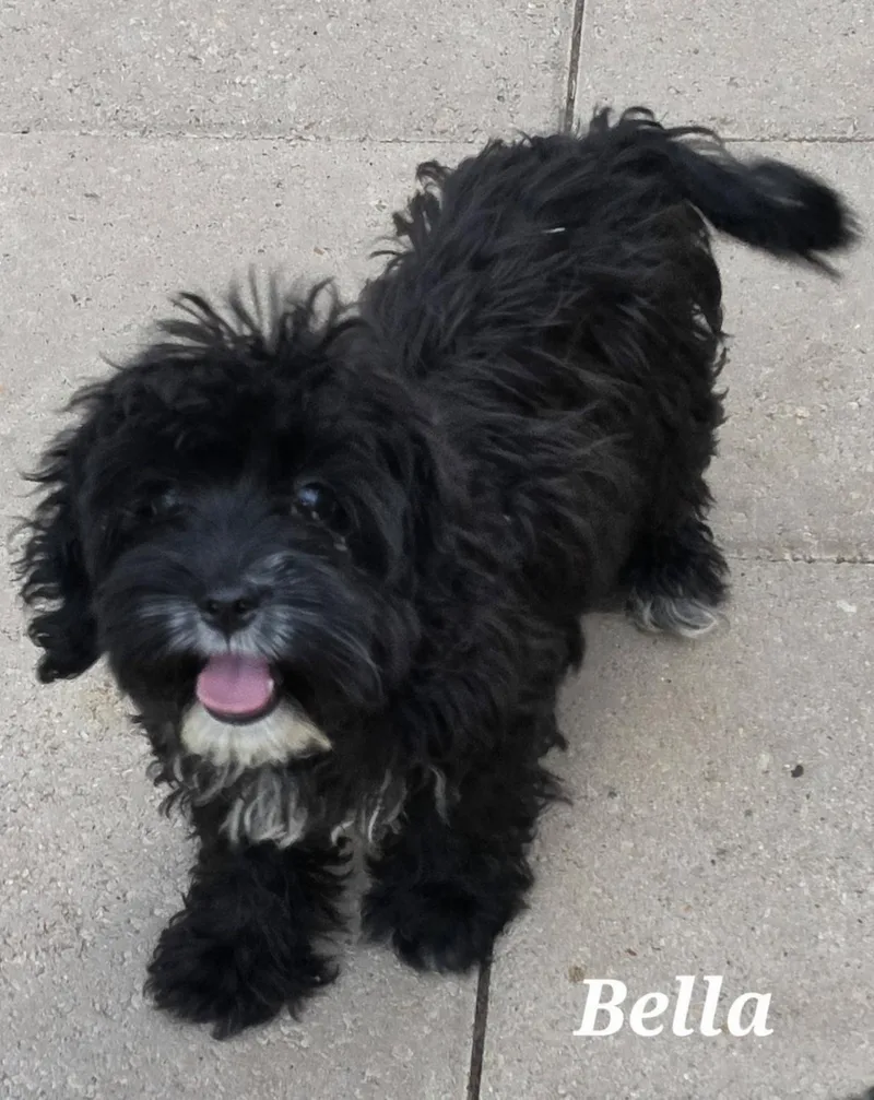A baby small-sized female Black Shih poo dog named Bella for adoption in Edinburg, TX