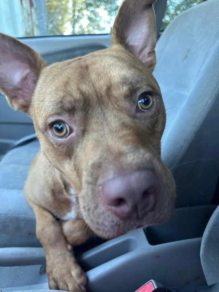 An adult medium-sized male Pit Bull Terrier dog named Altimus for adoption in St. Francisville, LA