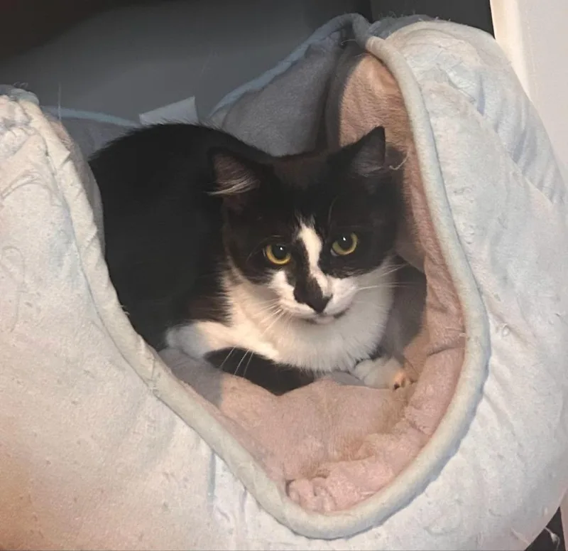 An adult medium-sized female Black & White / Tuxedo Domestic Short Hair cat named Astrid for adoption in Medfield, MA