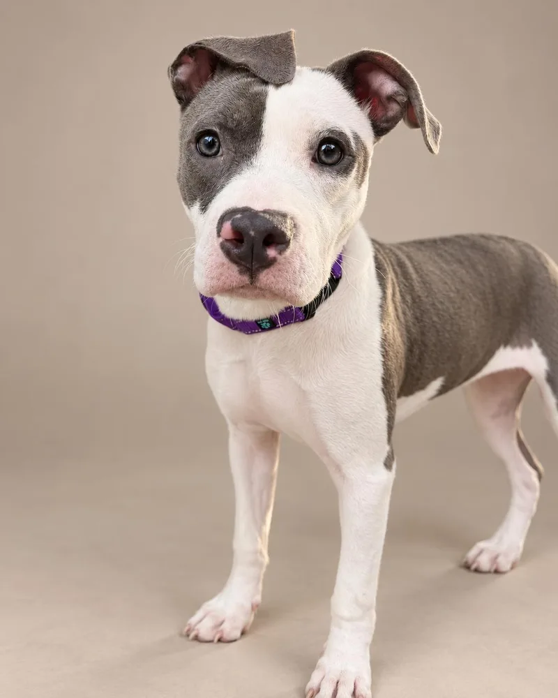 A young medium-sized female American Bulldog dog named Serena for adoption in Navarre, FL