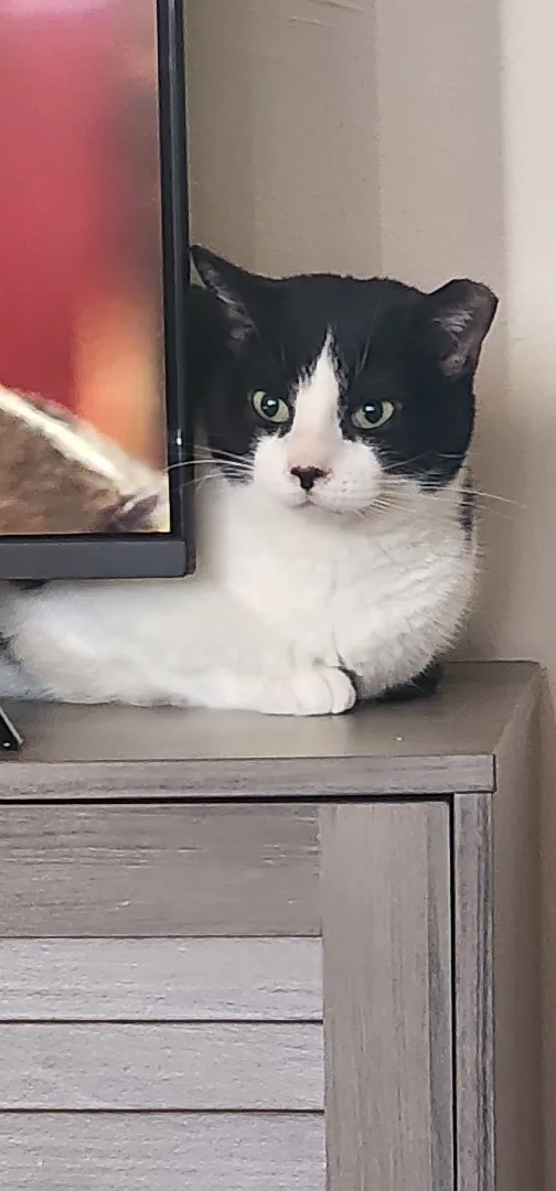 Sirius Black thumbnail 2