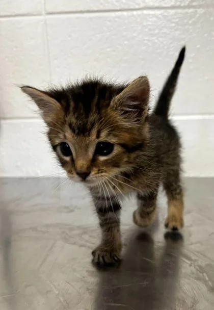 An adult small-sized female Domestic Short Hair cat named Agnes for adoption in Spruce Pine, NC