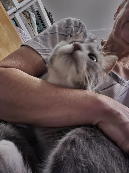 An adult medium-sized male Tabby (Gray / Blue / Silver) Domestic Short Hair cat named Biscuit for adoption in Keansburg, NJ