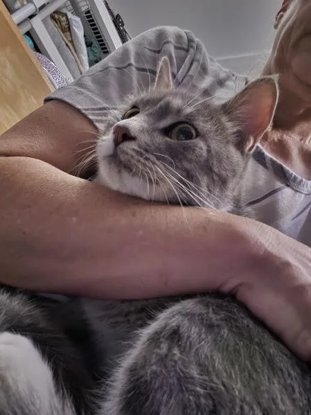 Biscuit thumbnail 2